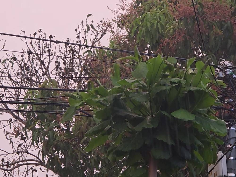 Conred advierte sobre fuertes lluvias y saturación de suelos en la Boca Costa ante llegada del invierno