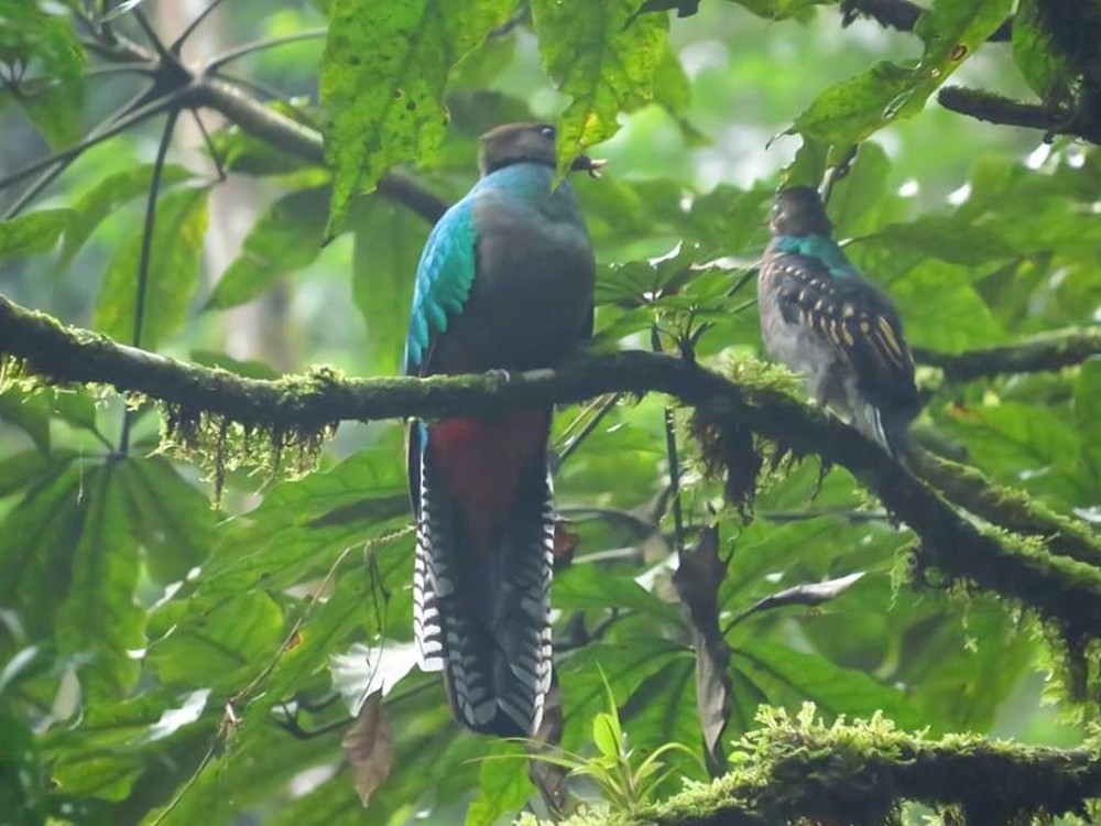 Cría de Quetzal abandona su nido en el Refugio del Quetzal bajo la guía de su madre