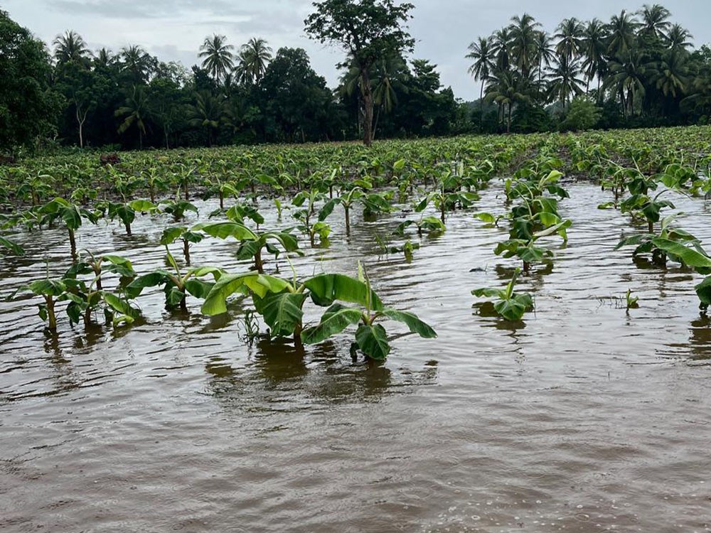 Cultivos de banano y plátano inundados en Ocós, San Marcos; familias productoras solicitan ayuda