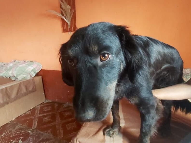 Día Internacional del Perro Callejero: A favor de la adopción