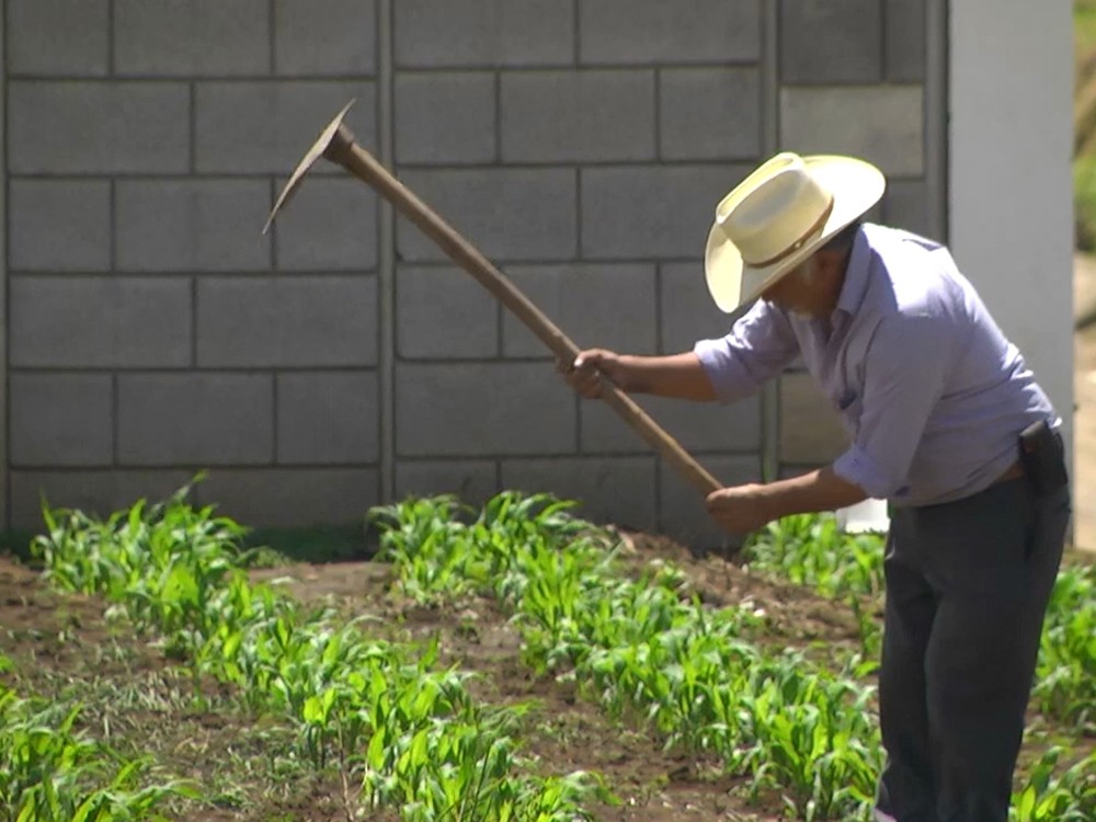 Daños en cultivos por canícula fueron menores a los de años anteriores 