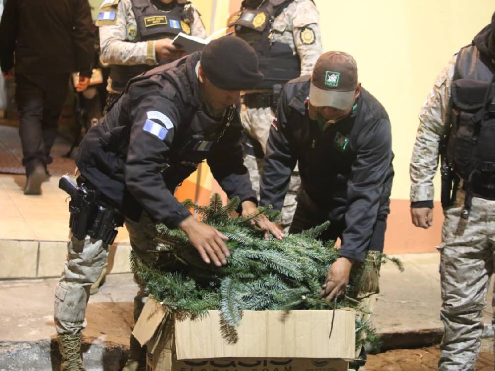 Decomisan casi 5 mi ramillas de pinabete en mercado La Democracia