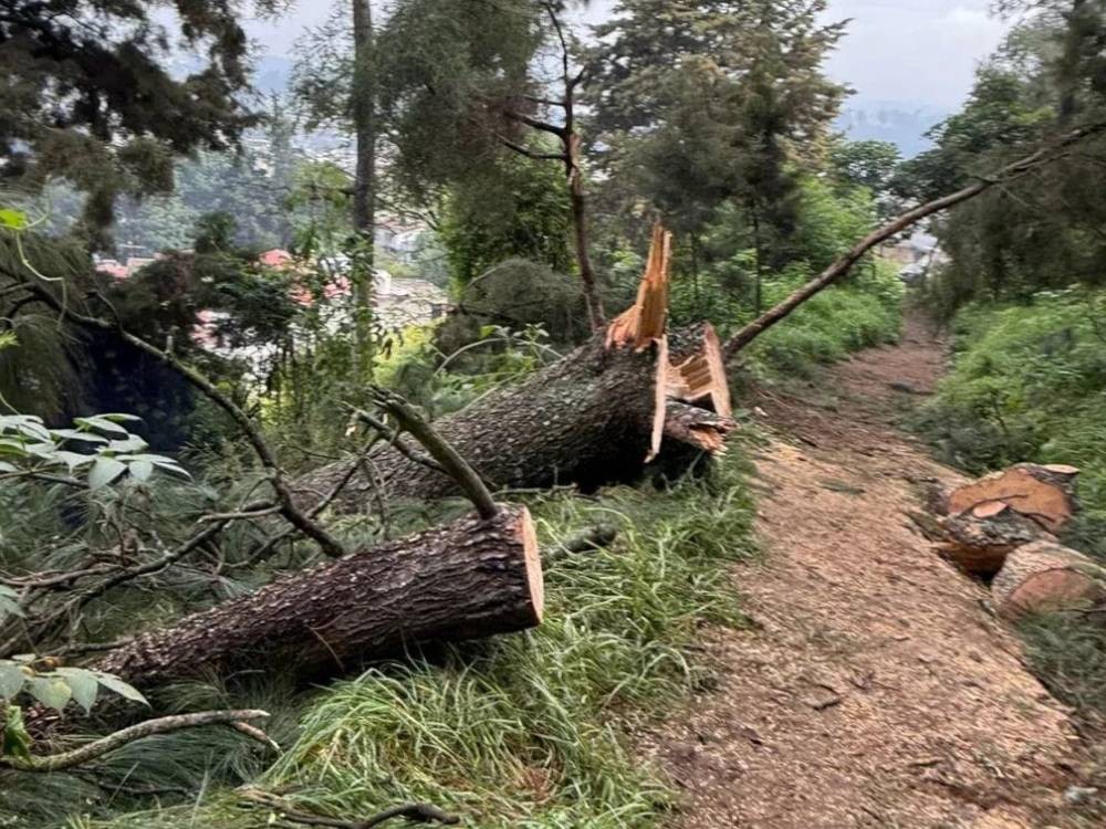 Denuncian tala ilegal de árboles en cercanías del Cerro El Baúl en Quetzaltenango