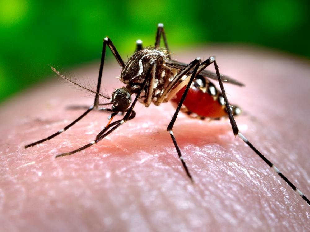 Día Internacional contra el Dengue: los contagios se multiplican y la prevención sigue siendo el mejor escudo