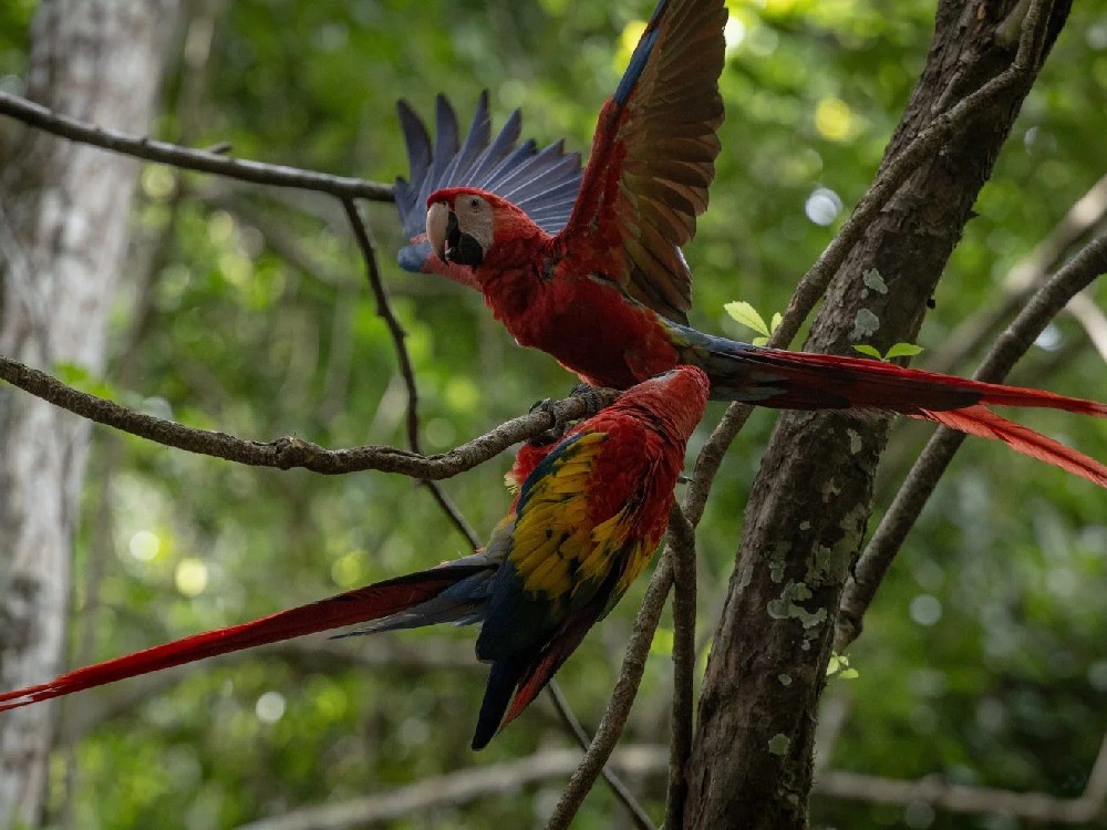 Diez guacamayas rojas, en peligro de extinción, fueron liberadas en la Laguna del Tigre