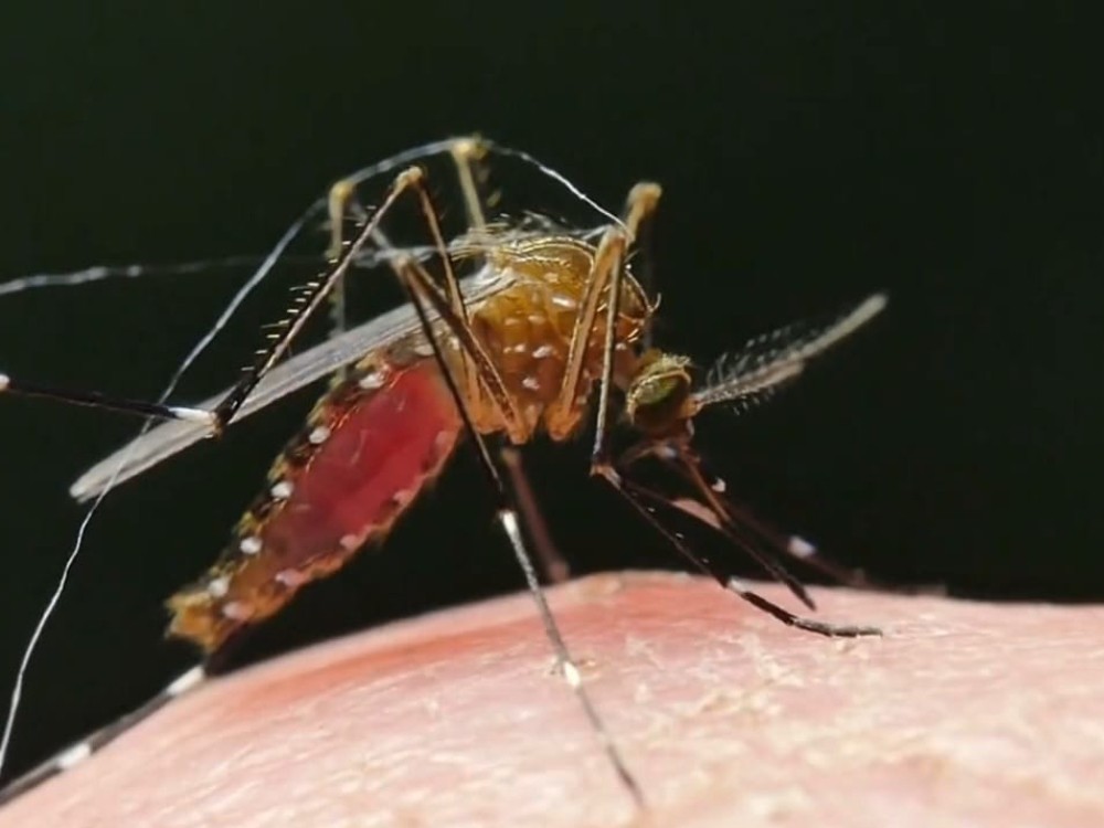 Disminuyen los casos de dengue en la zona costera de San Marcos
