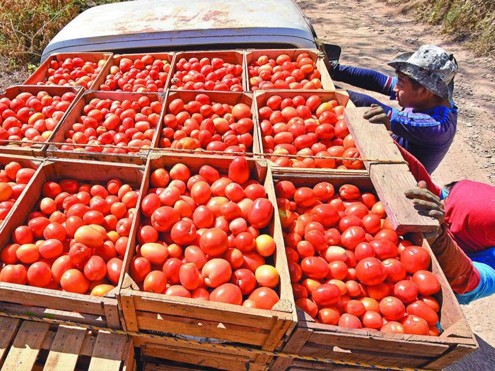 EE.UU. impone arancel del 20.9 % al tomate mexicano