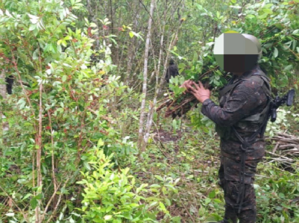 Ejército y SGAIA erradican 128 mil arbustos de coca en El Chal, Petén 