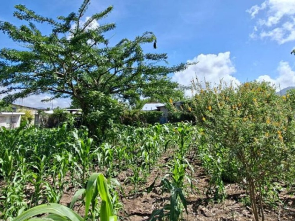 El Maga asegura que el calor agrava la falta de agua en 96 municipios