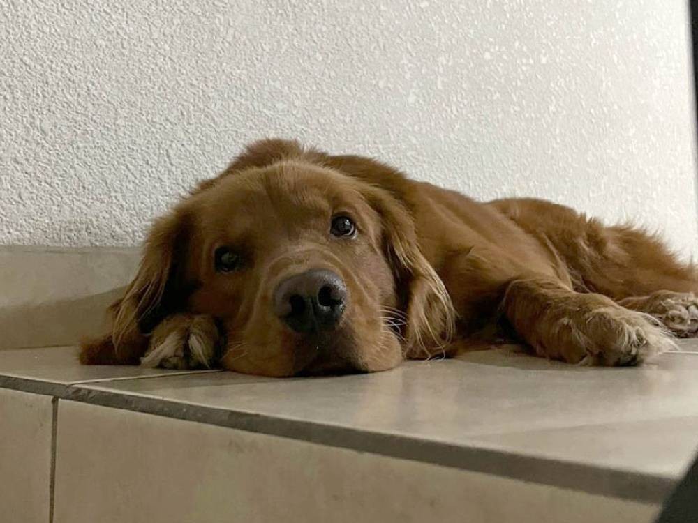 Emiten recomendaciones para cuidar a las mascotas en épocas de frío