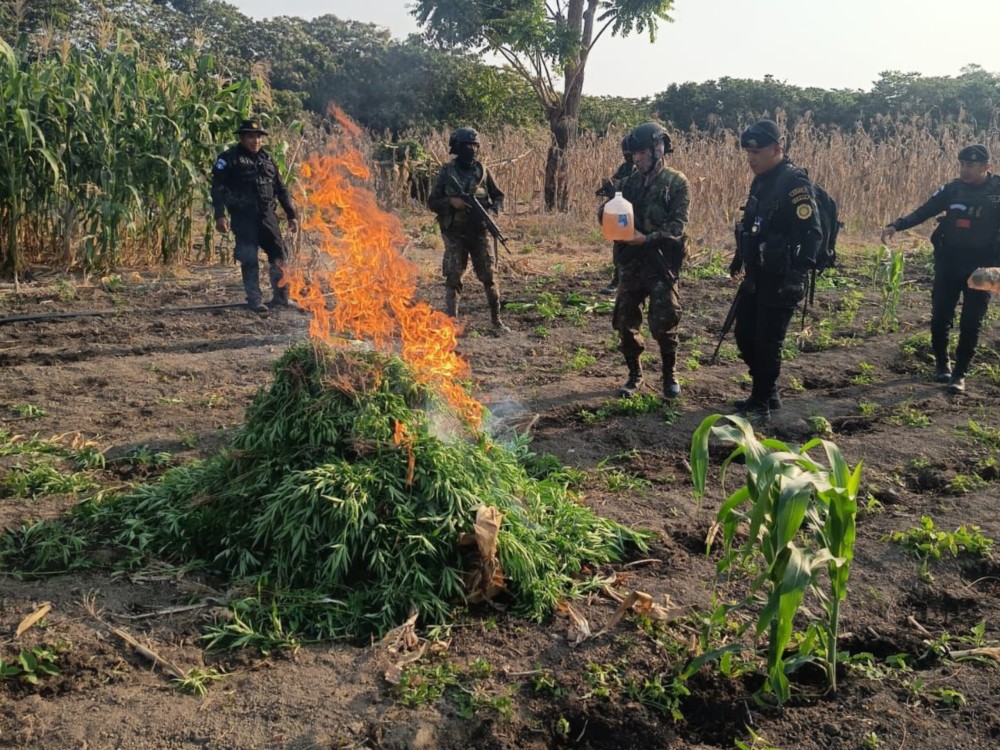 Erradican más de 87 mil matas de marihuana en Petén en operativo conjunto