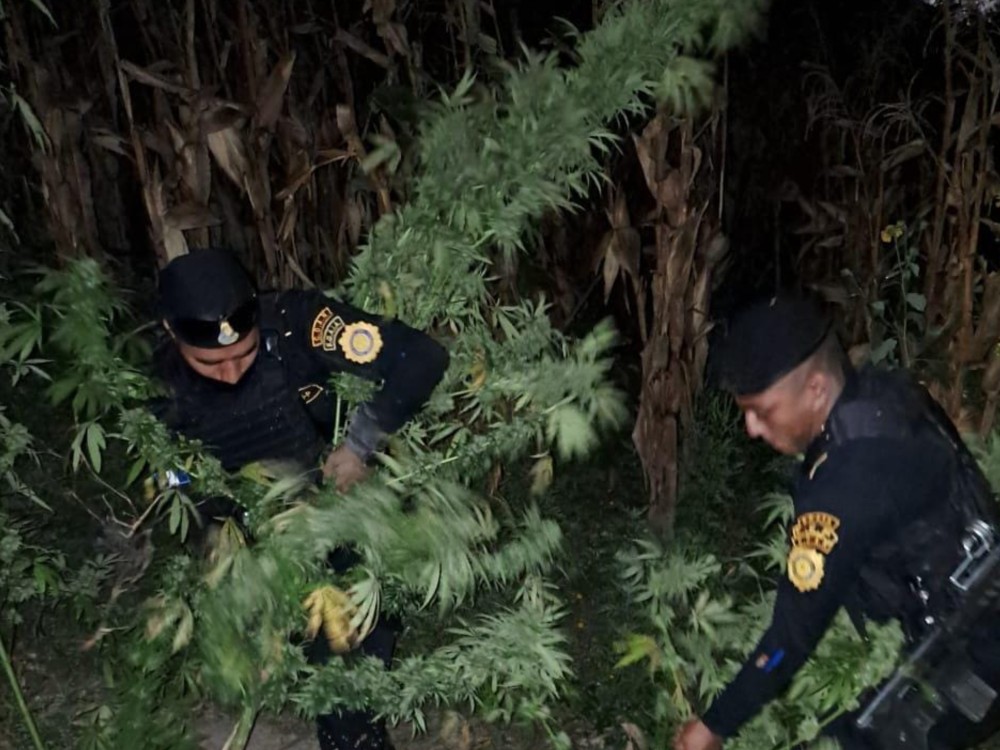 Erradican plantación ilícita valorada en más de un millón de quetzales