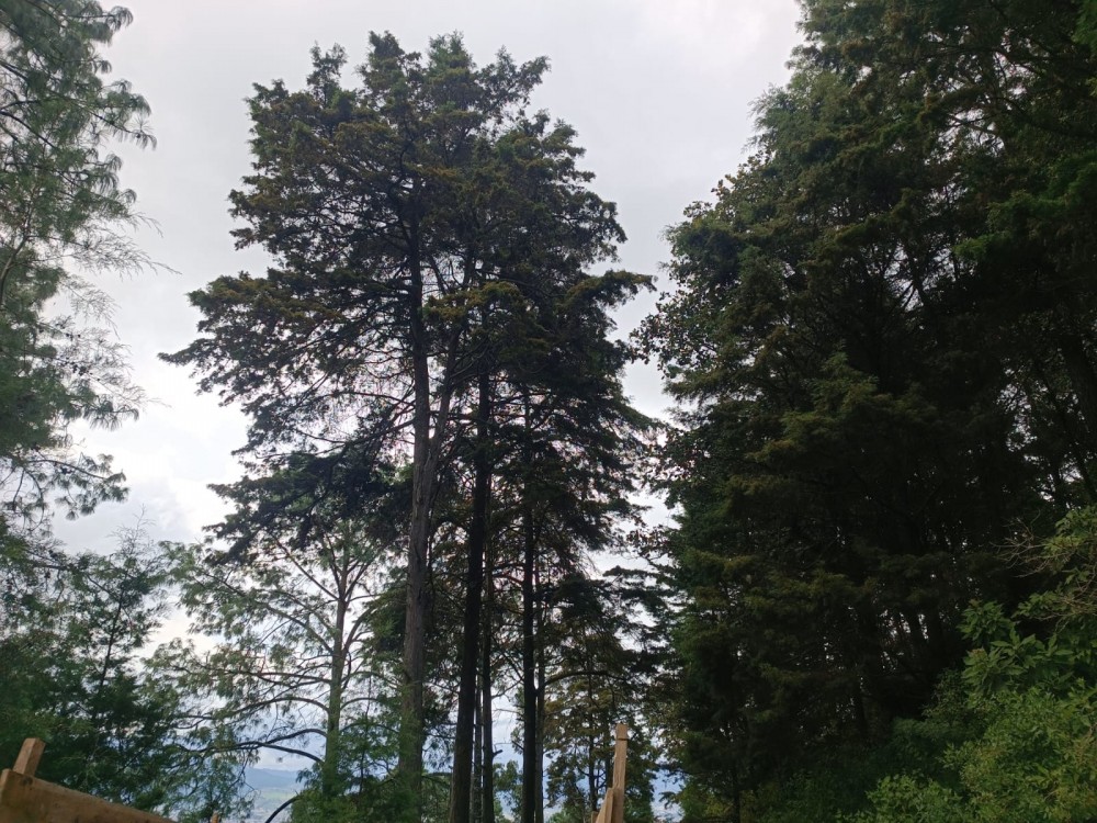 Por esta  razón talaron árboles en el cerro El Baúl