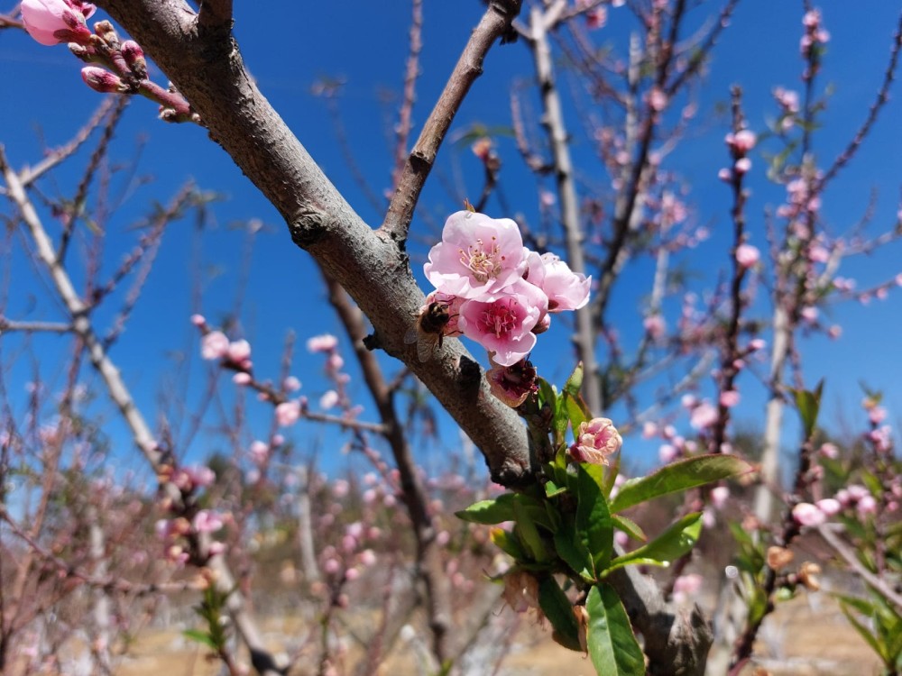 Este fin de semana se desarrollará el Tour de la Floración