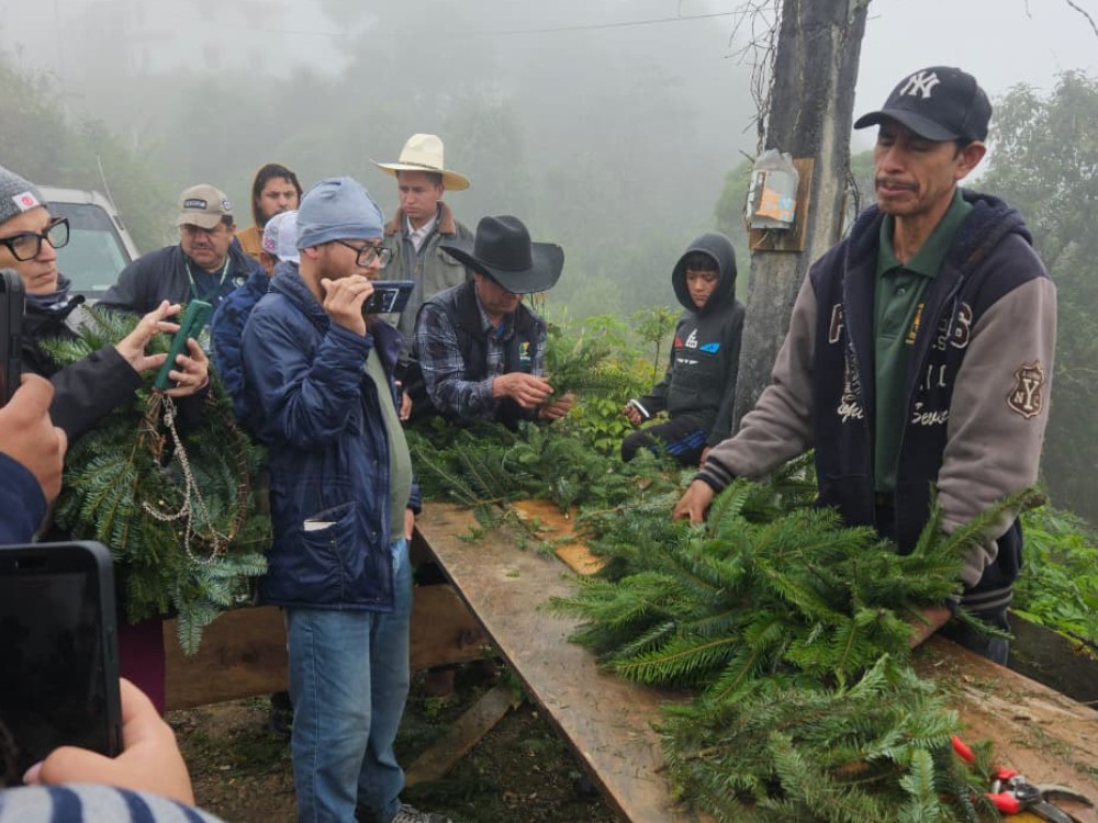 Fomentan la conservación y el comercio legal de Pinabete