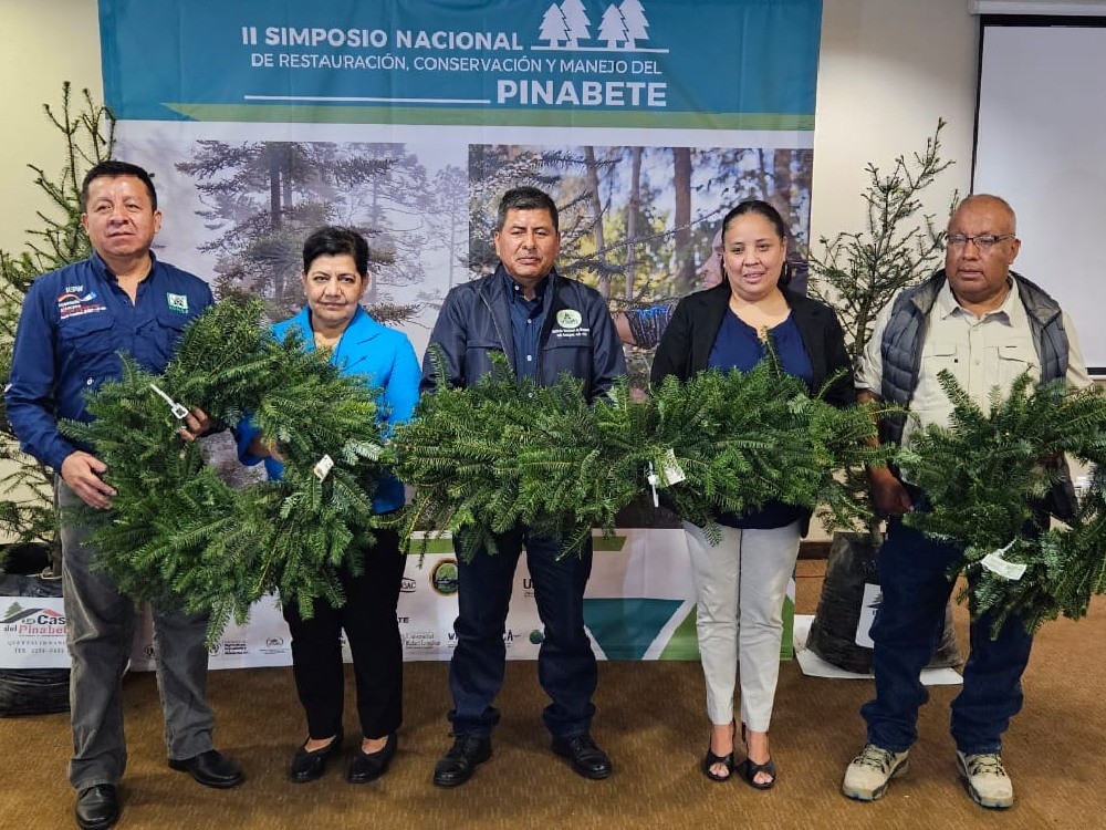 Fortalecen esfuerzos para conservar el pinabete, especie en peligro de extinción 
