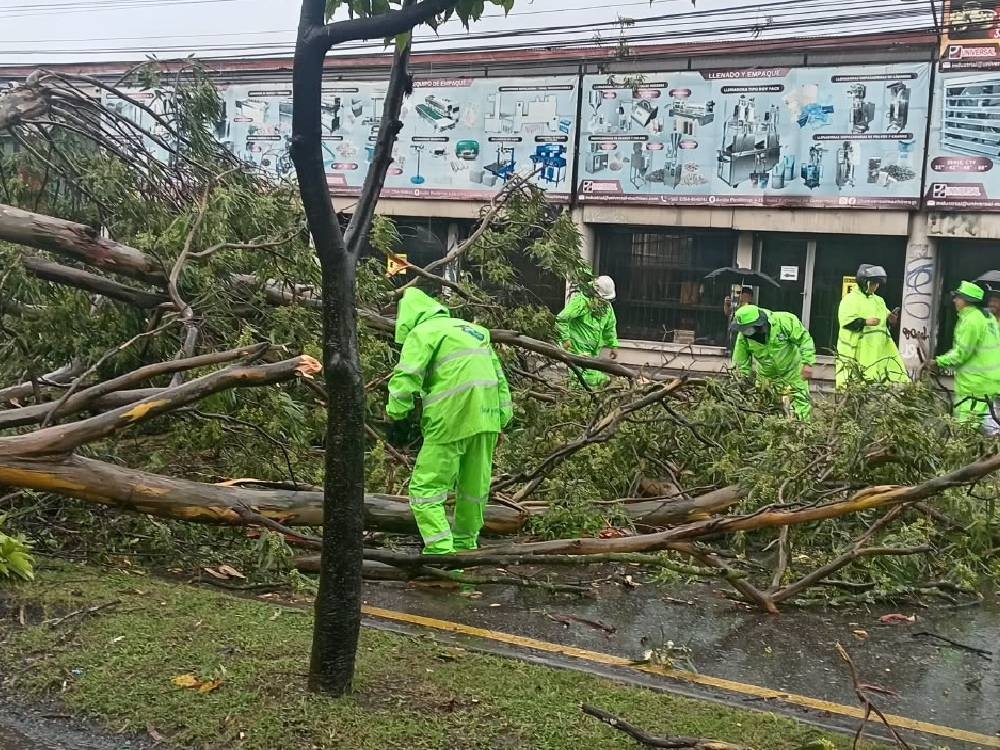 Fuertes lluvias provocan colapso de árboles en la capital 