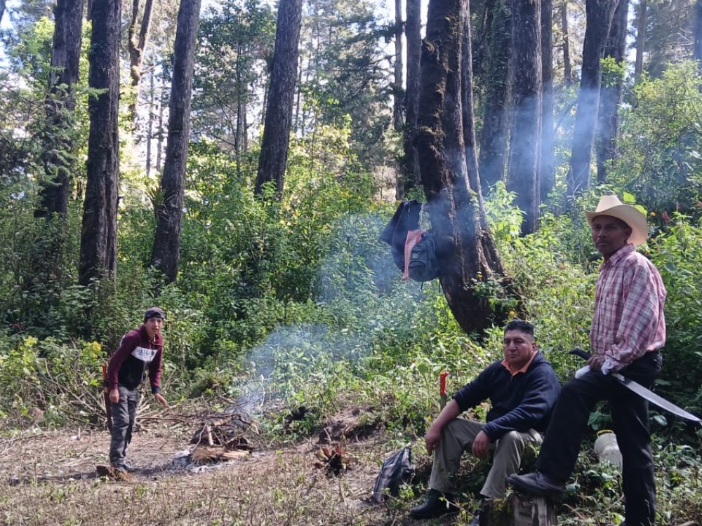Guardarecursos refuerzan el cuidado del pinabete en el Astillero de San Pedro Sacatepéquez, San Marcos