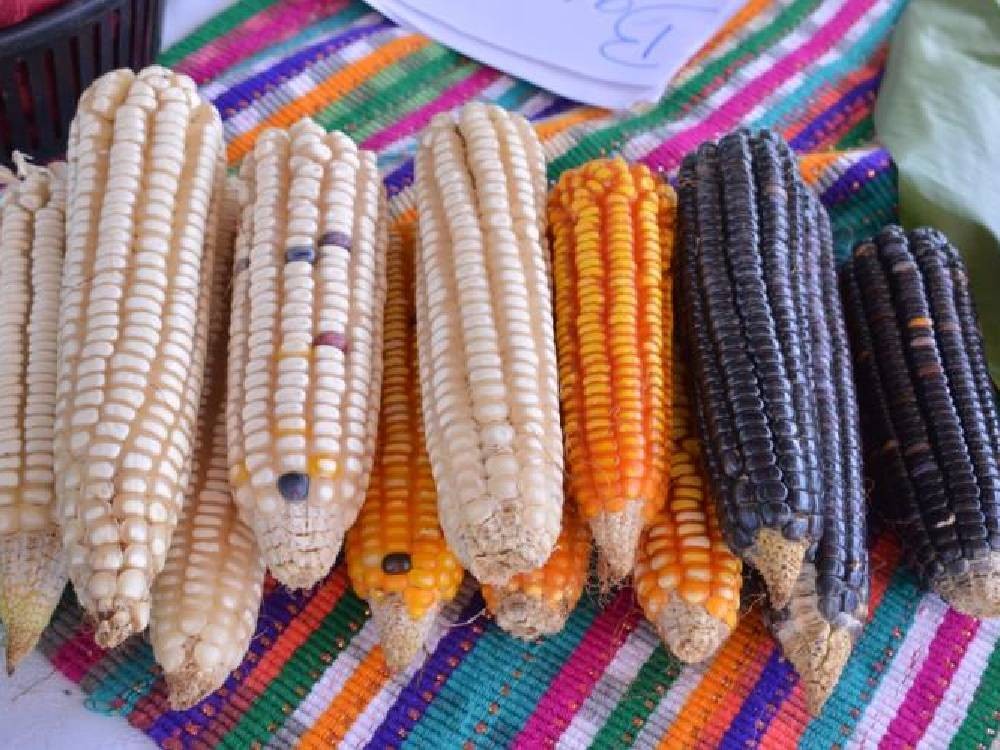 Guatemala exporta más de 900 mil kilos de maíz