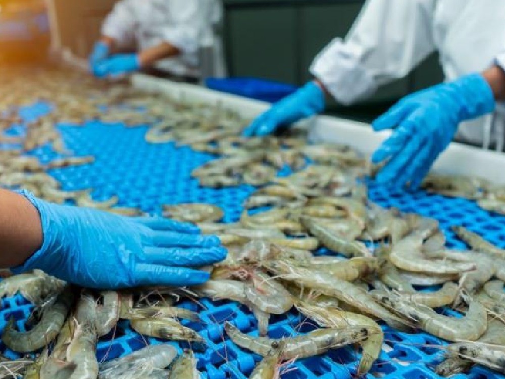 Guatemala podrá exportar camarón a México