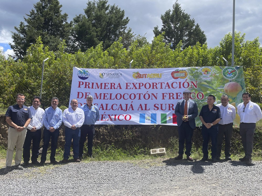 Guatemala realiza la primera exportación de melocotones de variedad Salcajá a México 
