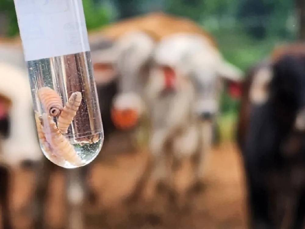 Honduras confirma primer caso de gusano barrenador en humanos