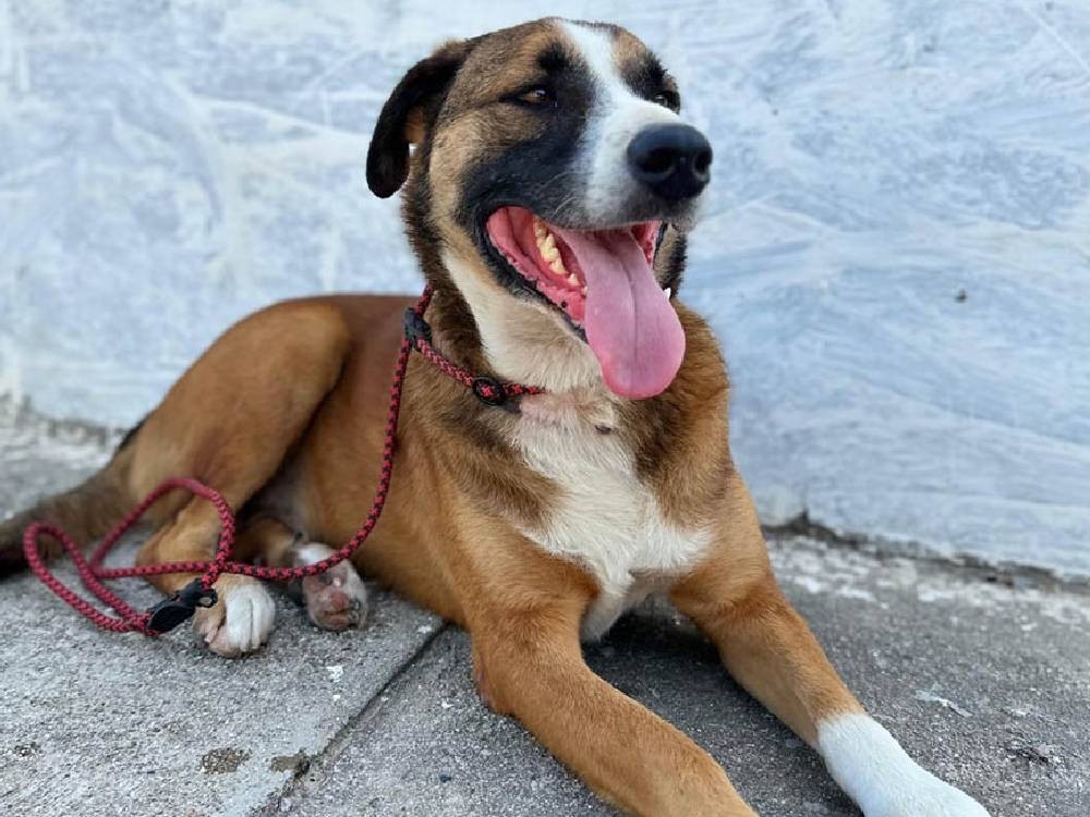 Hoy se celebra el Día Mundial del perro 