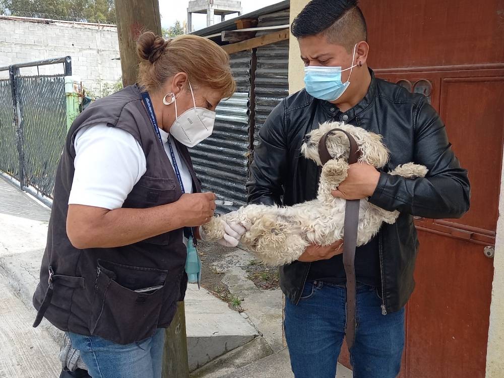 Huehuetenango se prepara para jornada masiva de vacunación contra la rabia en perros y gatos