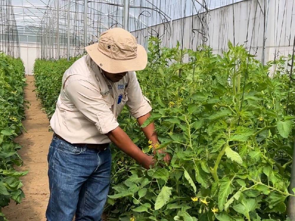 Huertos inteligentes ayudarán a economía de mujeres del Valle de Palajunoj