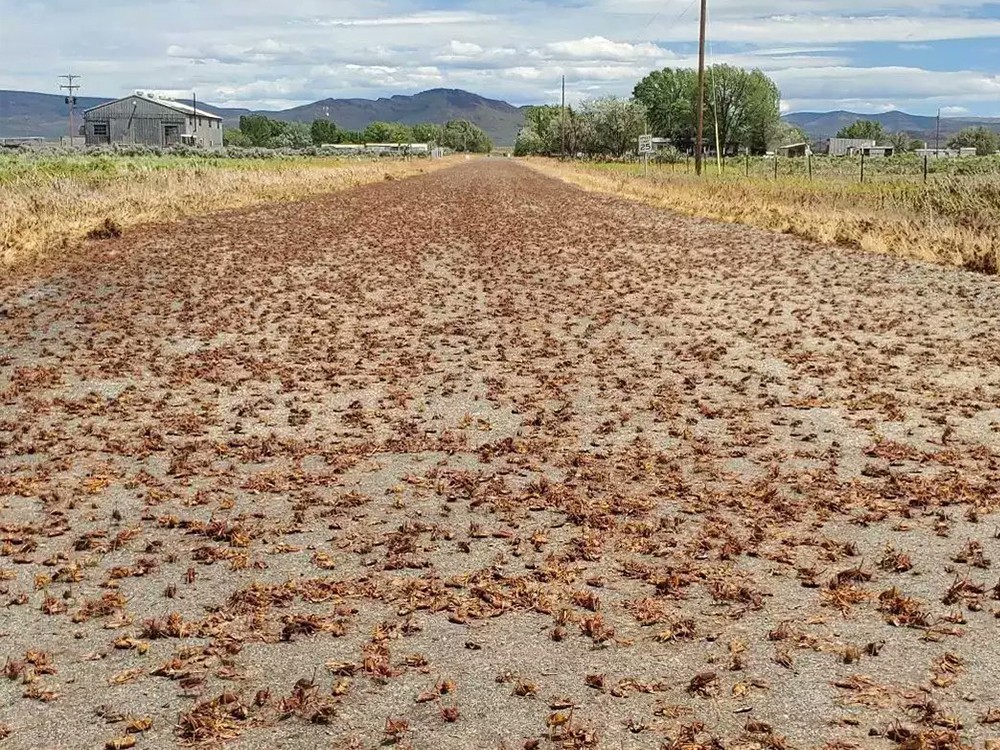 Imágenes de una invasión de grillos en Estados Unidos 