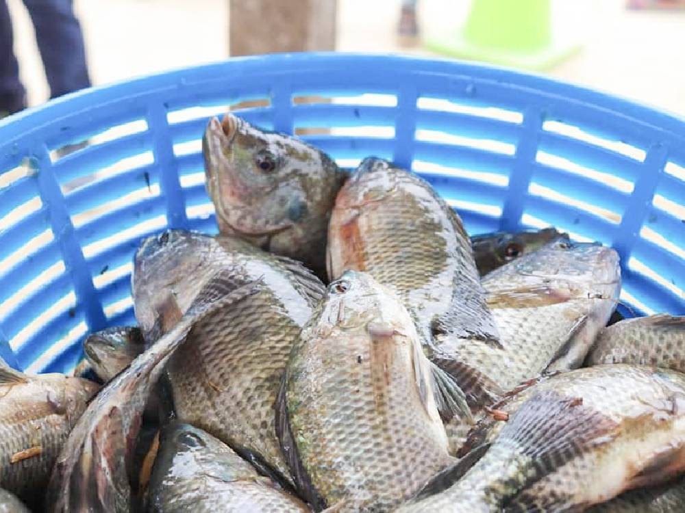 Implementan veda temporal de pesca en el Atlántico vigente hasta finales de octubre