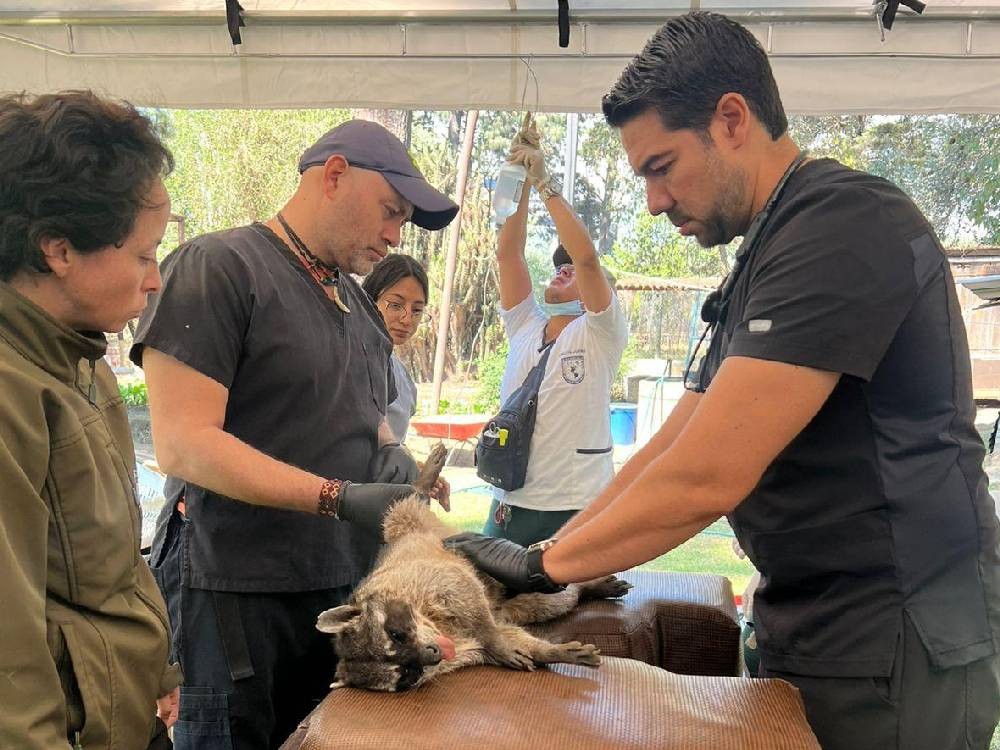 Inicia jornada veterinaria especializada en el Zoológico Minerva de Quetzaltenango