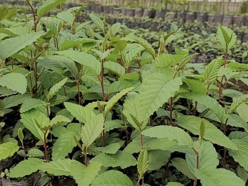 Inicia proceso para verificar reforestación en San Marcos