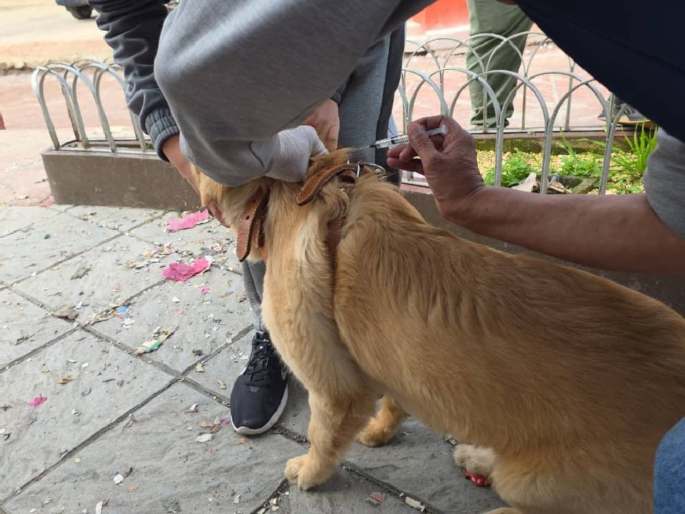 Inicia vacunación de perros y gatos en municipio de San Marcos