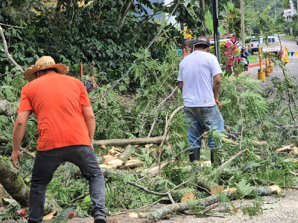 Inician poda y tala de árboles que ponen en peligro a la población