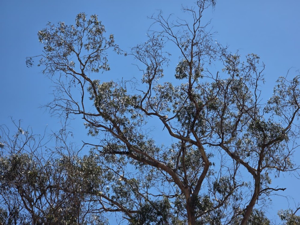 Iniciarán con pago de incentivos forestales en San Marcos