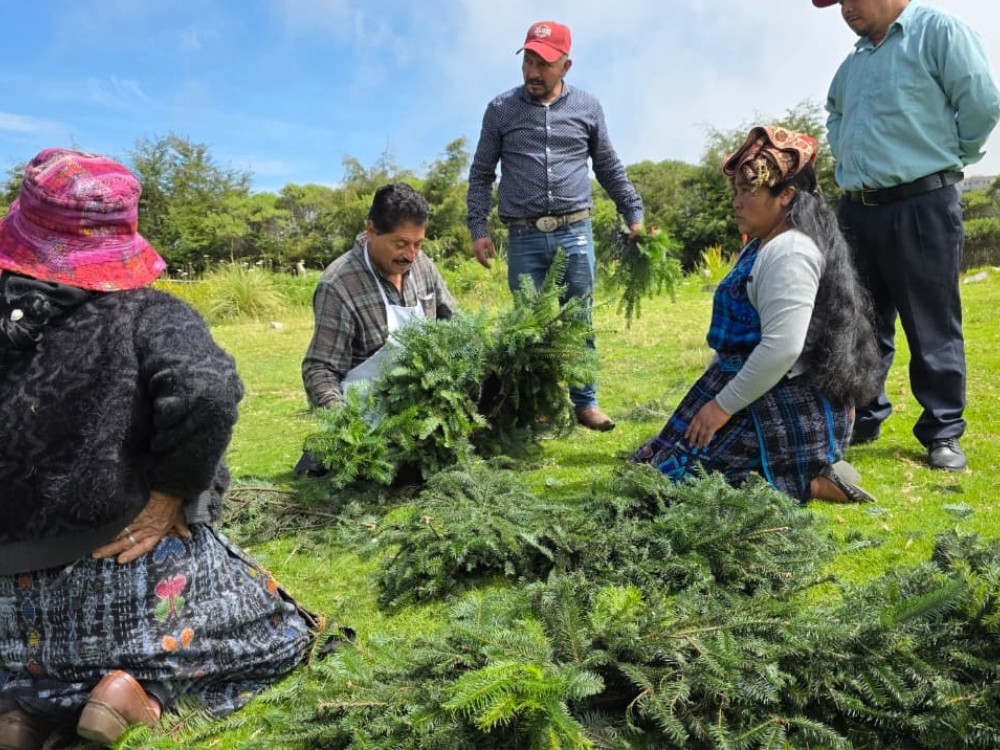 Instituto Nacional de Bosques inicia la venta de marchamos