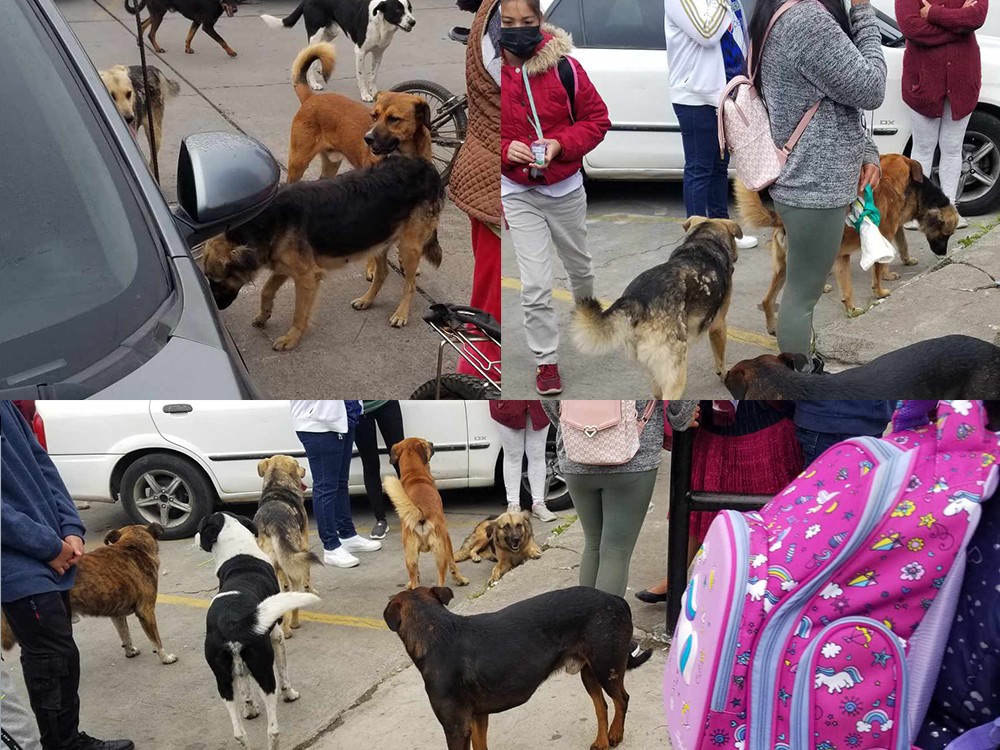 Jauría de perros preocupa a vecinos en colonia Los Trigales, Quetzaltenango 