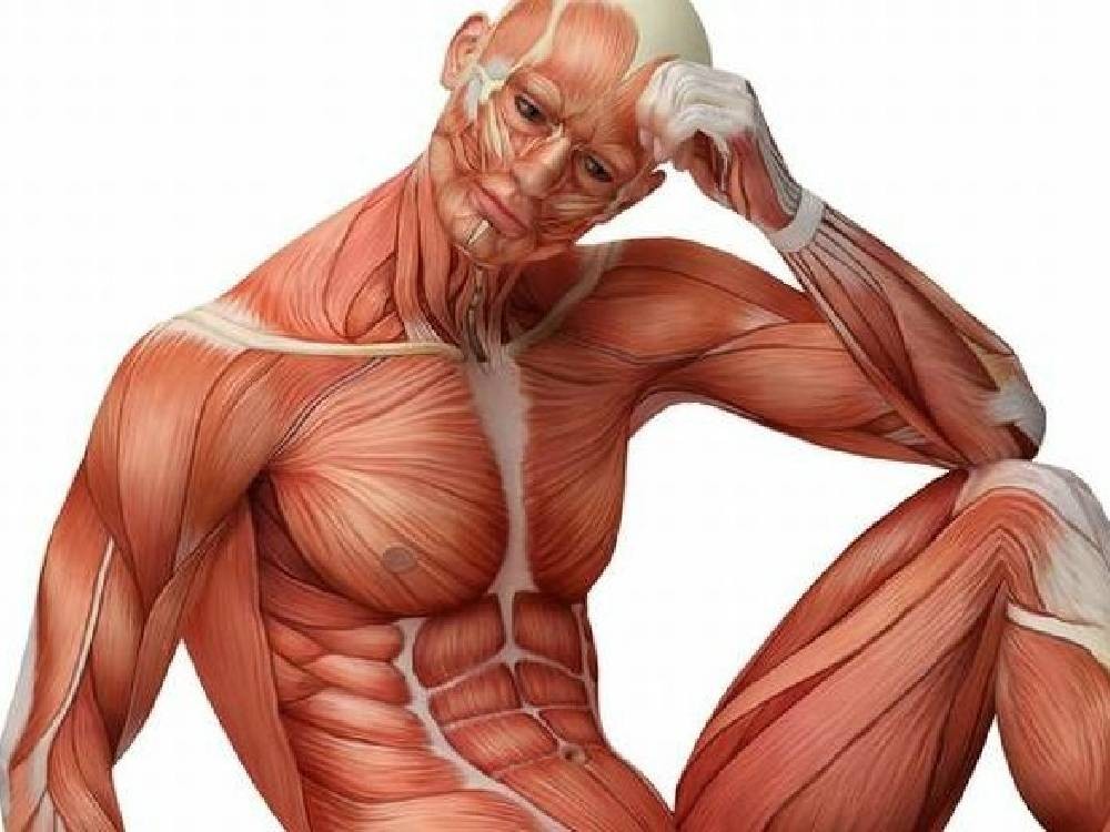 La complejidad del movimiento humano: los 200 músculos que se coordinan en un solo paso