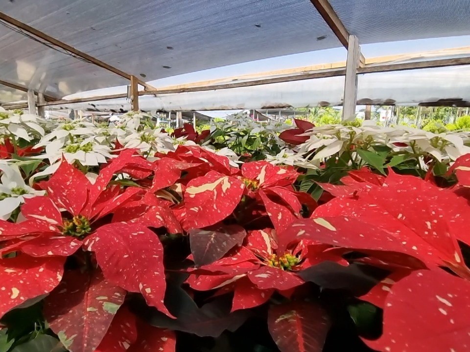 La pascua, flor representativa de la Navidad