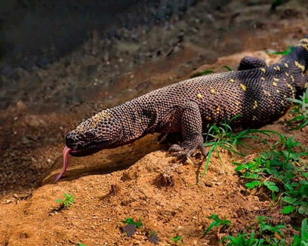 Liberan a lagarto venenoso que está en peligro de extinción en Guatemala 