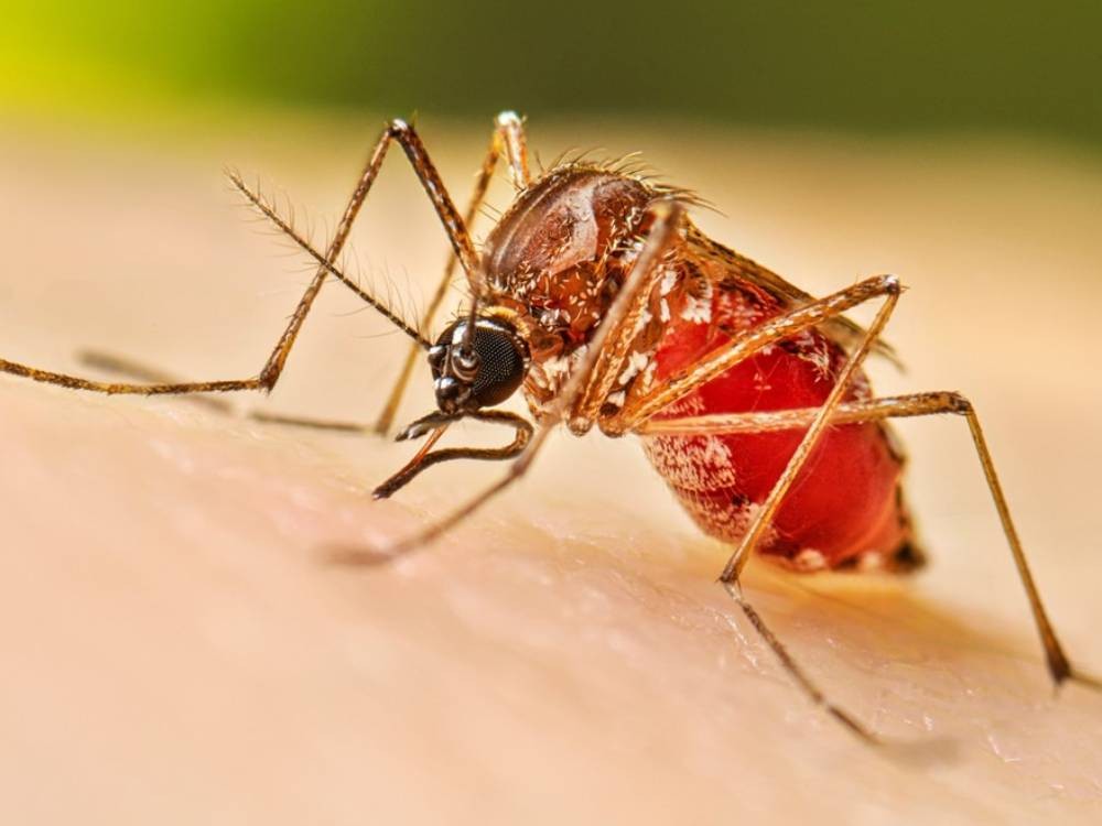 Llaman a la prevención en el Día Internacional contra el Dengue
