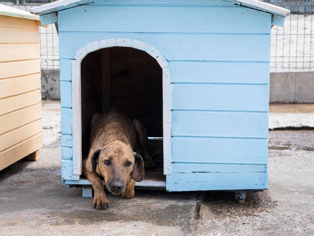 Llaman a proteger a las mascotas ante las intensas lluvias