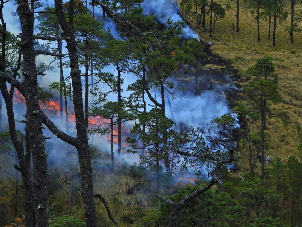 Llaman a tomar medidas para prevenir incendios forestales