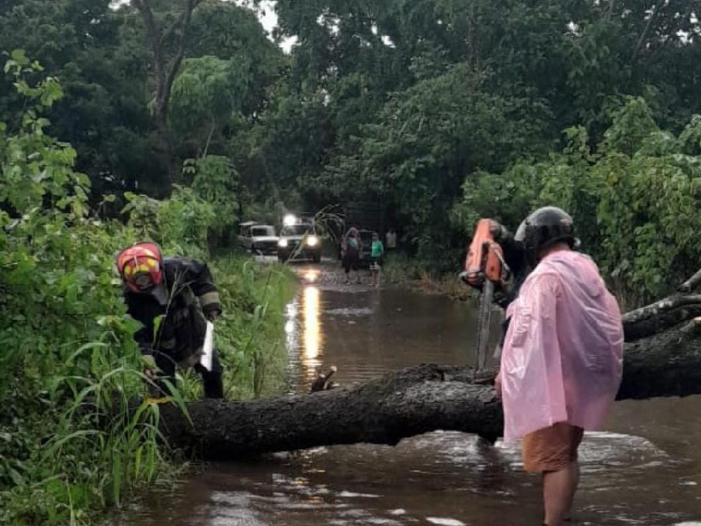 Lluvia y viento provocan caída de árboles en rutas de la región