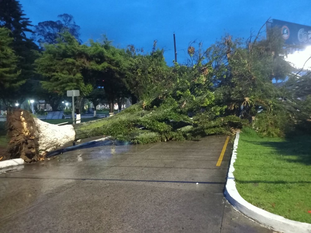 Lluvias causan caída de árbol a inmediaciones de centro educativo en San Marcos