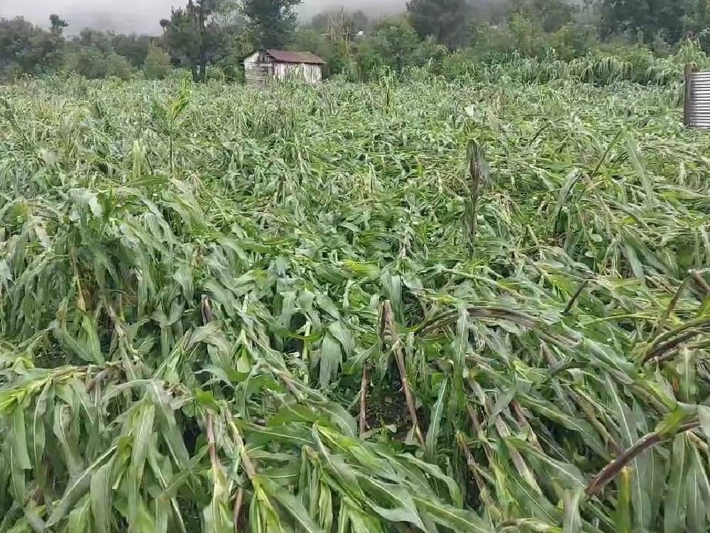Lluvias causan daños en cultivos