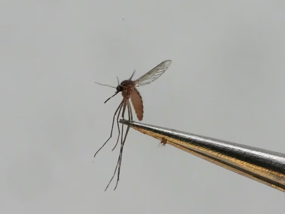 Lo que debe saber sobre el virus oropouche, también conocido como fiebre del perezoso