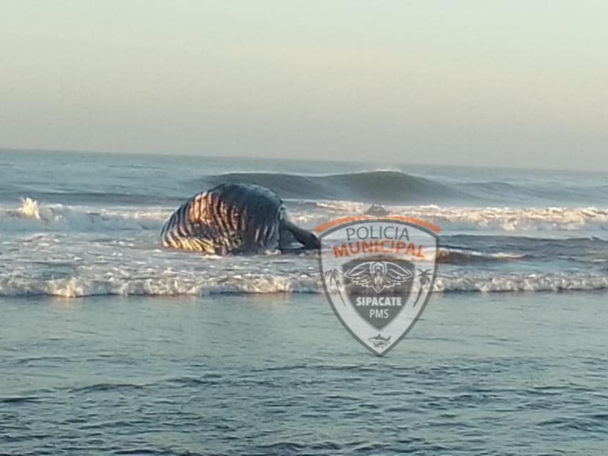 Localizan sin vida a ballena en playas de Escuintla
