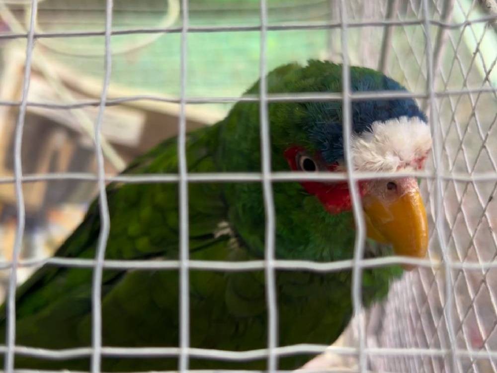 Loro rescatado en la zona 9 de Xela podría ser liberado en un santuario 